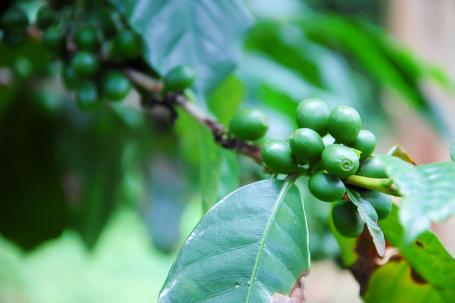 乌干达Mbale的咖啡树。图片来自Lauren Parnell Marino/Flickr