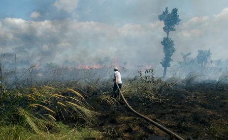 印度尼西亚婆罗洲的森林大火